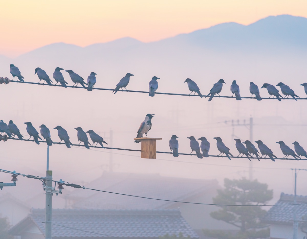夜明けの電線にカラスが整列し、一羽が小さな演台に立っている写真