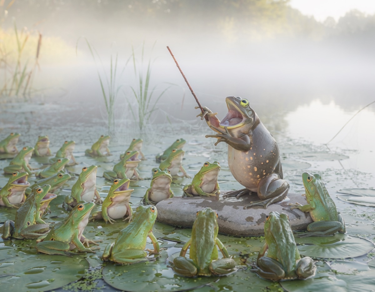 朝もやの池で、ハスの葉に並んだカエルたちが口を開け、石の上の一匹が枝を振っている写真