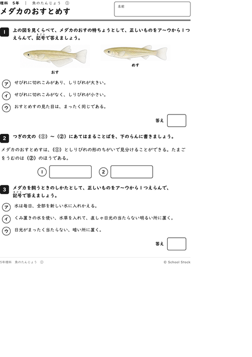 メダカのおすとめす