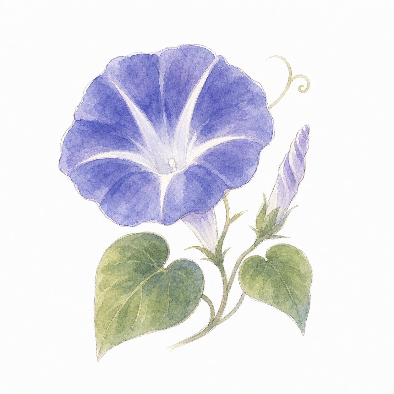 朝顔（水彩）。青むらさきの朝顔の花とつぼみ、ハート形の葉。