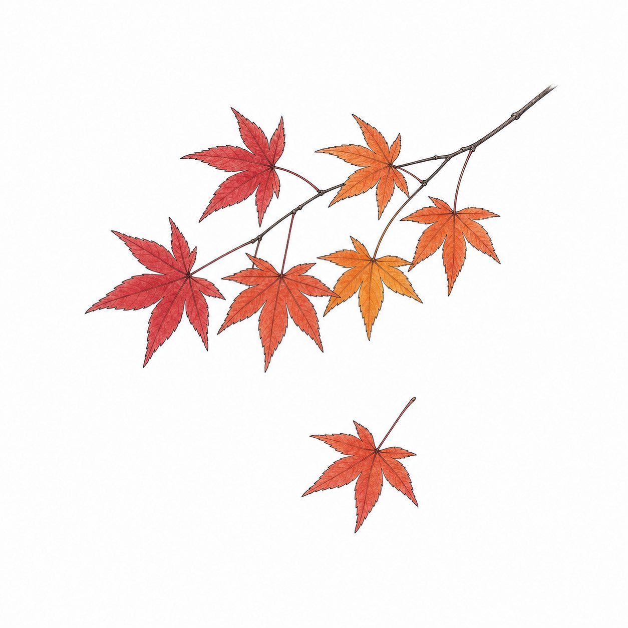 もみじの枝(線画)。赤から橙へ色づくもみじの枝と、舞い落ちる一葉。