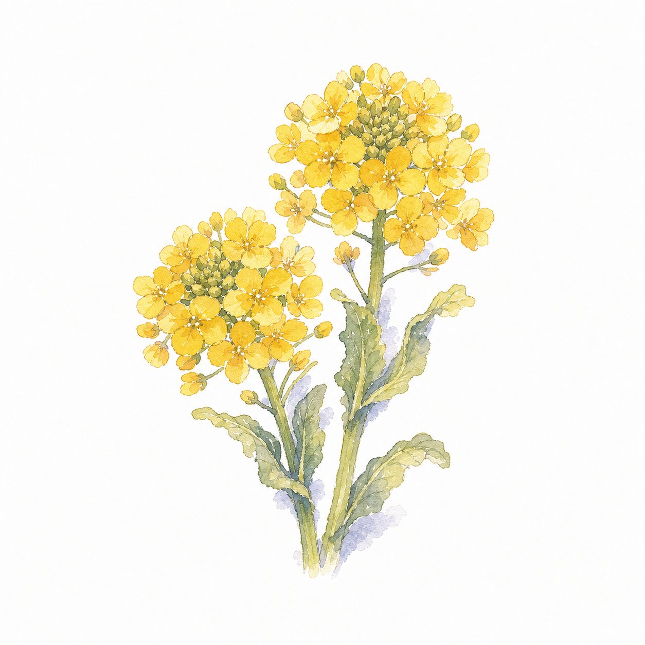 菜の花（水彩）。黄色い菜の花の群れ。四弁の花とつぼみ。