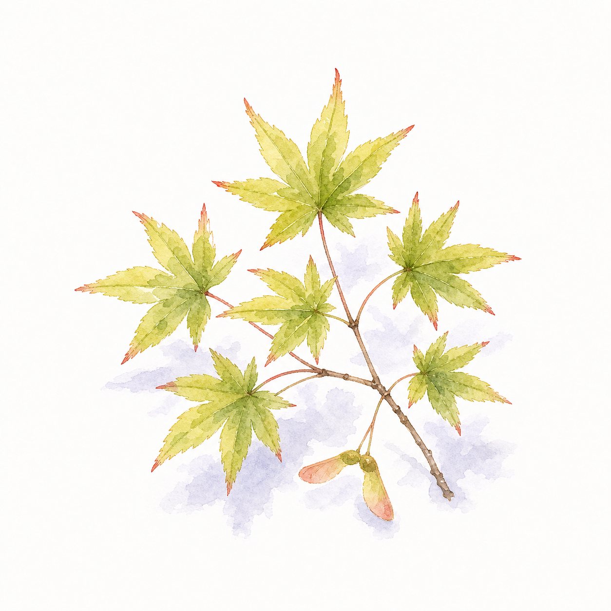 新緑の若葉(水彩)。みずみずしい黄緑の楓の若葉。